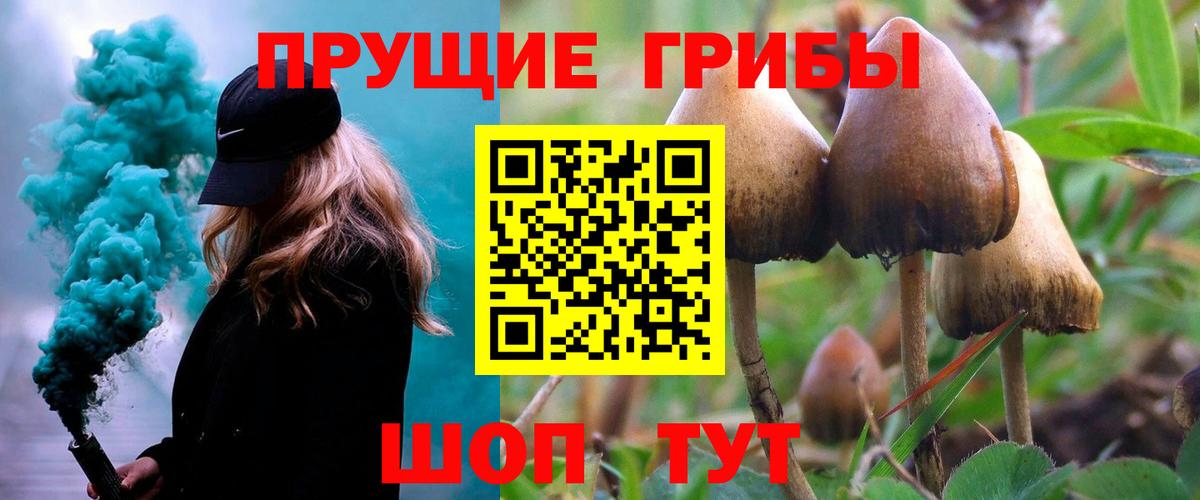 Псилоцибиновые грибы Psilocybine cubensis Всеволожск